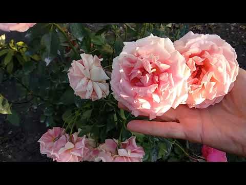 Video: Grandiflora Rožė