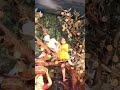 Radhe Krishna #vrindavan #premmandirvrindavan #radhakrishna #radheradhe #funny #premmandir