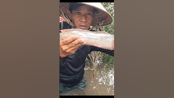 Thăm Lờ Dính Cá Trê Lai Khủng Giữa Cánh Đồng Mùa Nước Nổi #shorts #bắtcátrêlai #cátrêlai