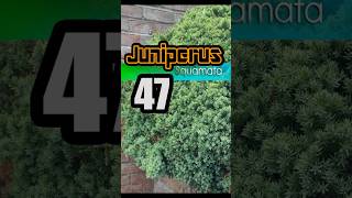 Juniperus squamata #parati #plantas #views #flores #naturaleza  #plants #shorts #videos #jardin
