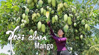 Harvest Mango and bring them to the market sell | Emma Daily Life