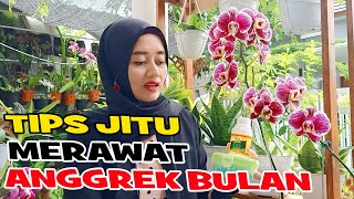 Tips Merawat Anggrek Bulan