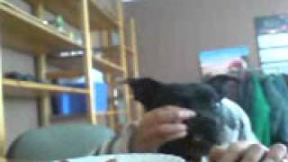 Staffik O Ludzkich Rękach