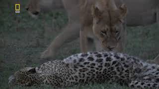 Глаз леопарда [2006, Документальный] National Geographic