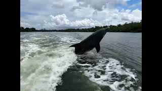 Why People Love Naples Florida | Dolphins, Waterfront Homes & Coastal Living