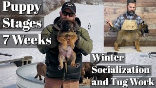 Puppy Developmental Stages: Episode 6  | Winter Weather Socialization & Tug Session
