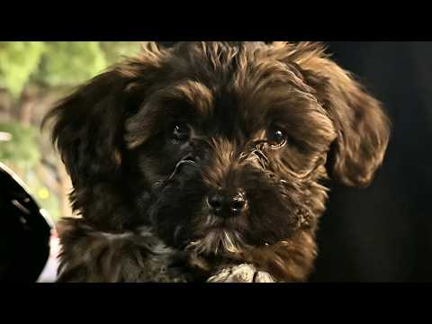 He Was Just a Stray Puppy on a Dark Road… Then He Chose Us as His Family