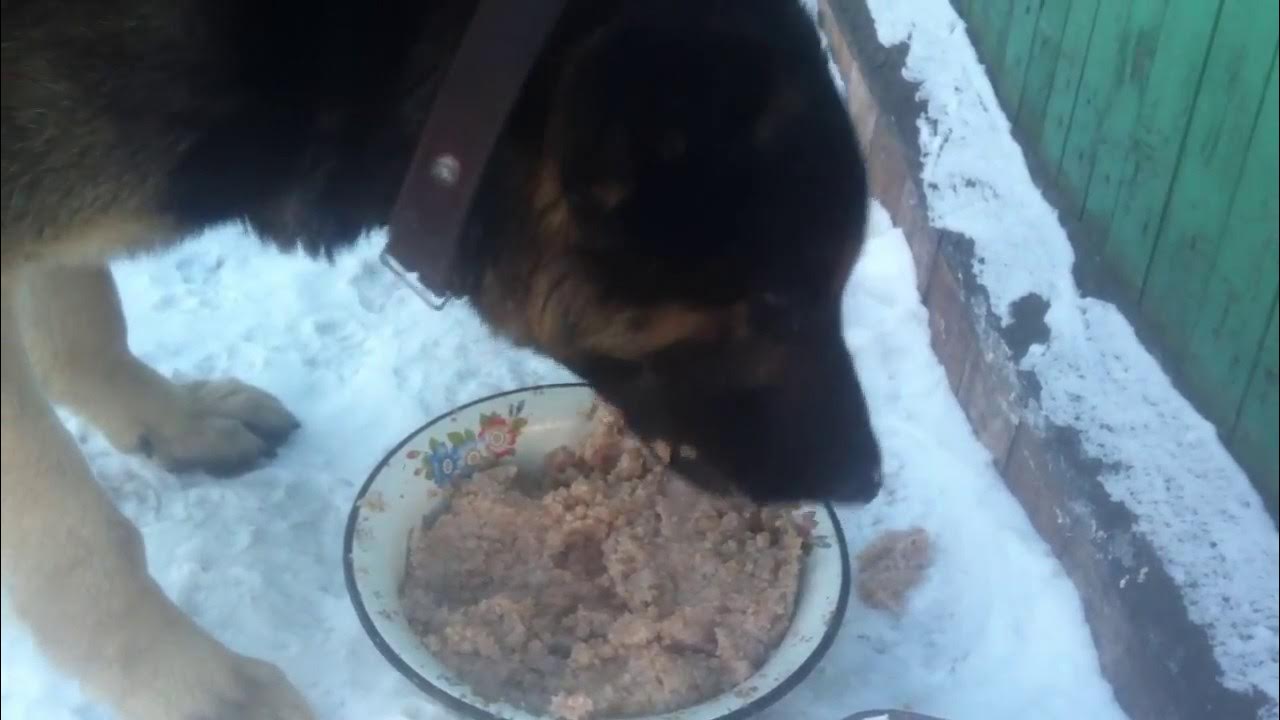 собака кушает. питание собак. плохая еда для собак. собака ест из миски. кормление домашних животных.