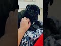 Big scary dog! #pug #dog #dogshorts