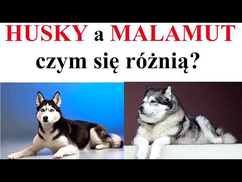 Wideo: Czym Różni Się Husky Od Husky