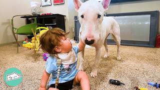 Sweet Bull Terrier Falls In Love With Baby At First Sight | Cuddle Buddies
