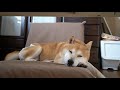 柴犬小春 昼下がりの我が家の座椅子