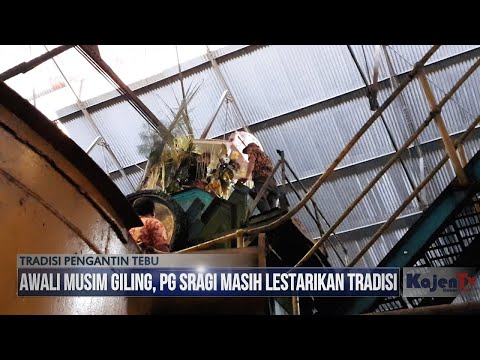 Awali Musim Giling, PG Sragi Masih Lestarikan Tradisi