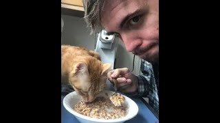 😺 Shameless cats! 🐈 Funny video with cats and kittens! 😸 by Baraban-TV 13,893 views 3 months ago 10 minutes, 7 seconds