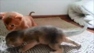 Abyssinian Kitten A-litter (Abessinier Katzenbabies) by Trixi 2,983 views 11 years ago 1 minute, 32 seconds
