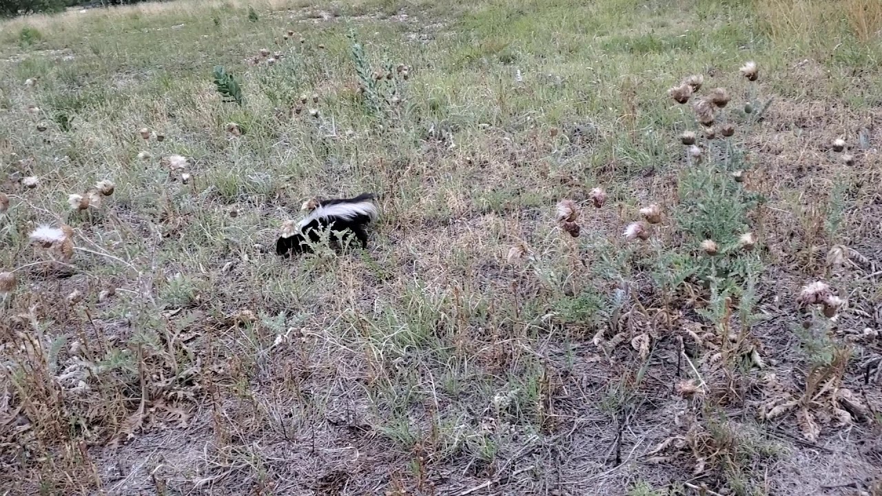 The skunk - YouTube