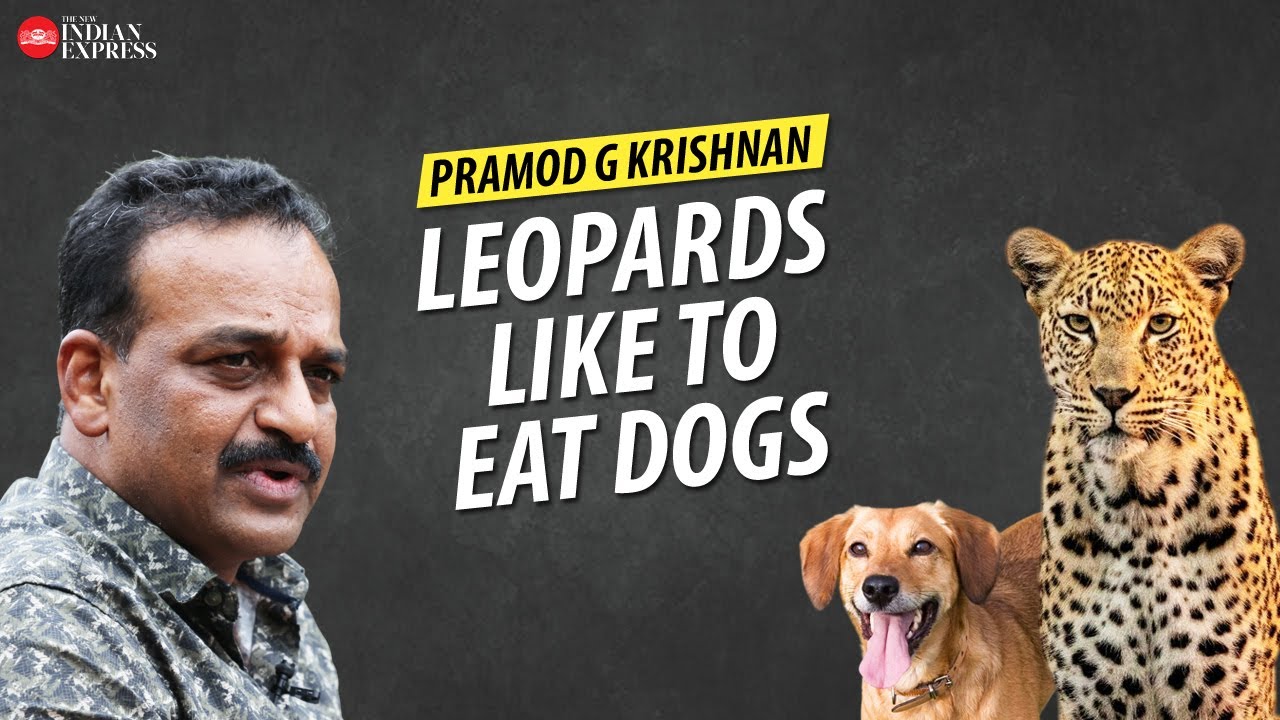 'Leopards are attracted to places with street dogs' - Pramod G Krishnan | Interview | TNIE Kerala