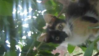 Gatito Travieso Part 12 Hd