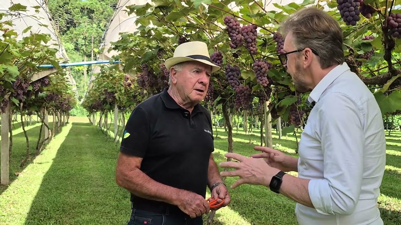 Doçura com muito qualidade - safra de uva 2026 em Santa Catarina, Iomerê - SC