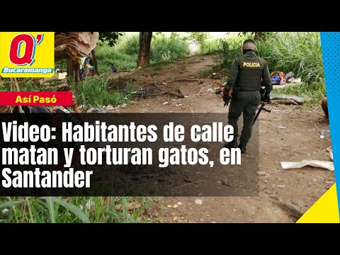 Video: Habitantes de calle matan y torturan gatos, en Santander