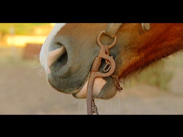 Cavalo é puxado por carro com uma corda presa ao pescoço em rua de