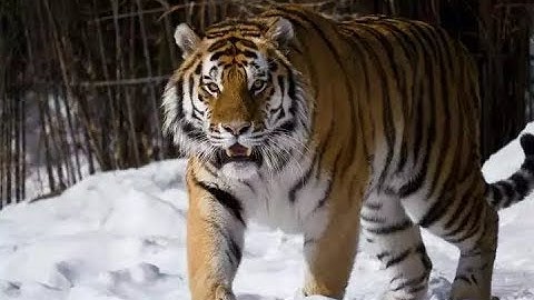 The huge male siberian tiger Scare off a group of tigers