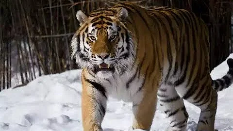The huge male siberian tiger Scare off a group of tigers - DayDayNews