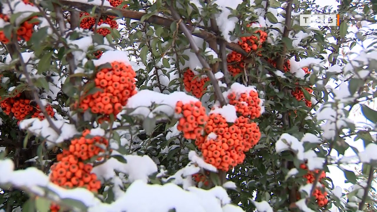 Как тёплая зима отразится на растениях