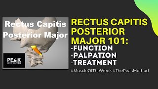 Rectus Capitis Posterior Major 101: Function, Palpation & Treatment