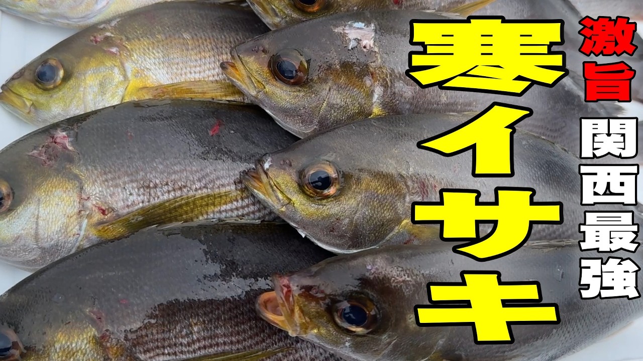 《和歌山・共栄丸》【最強の激旨】日御碕沖の寒イサキ2026 2 15