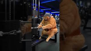 Orange Cat Training