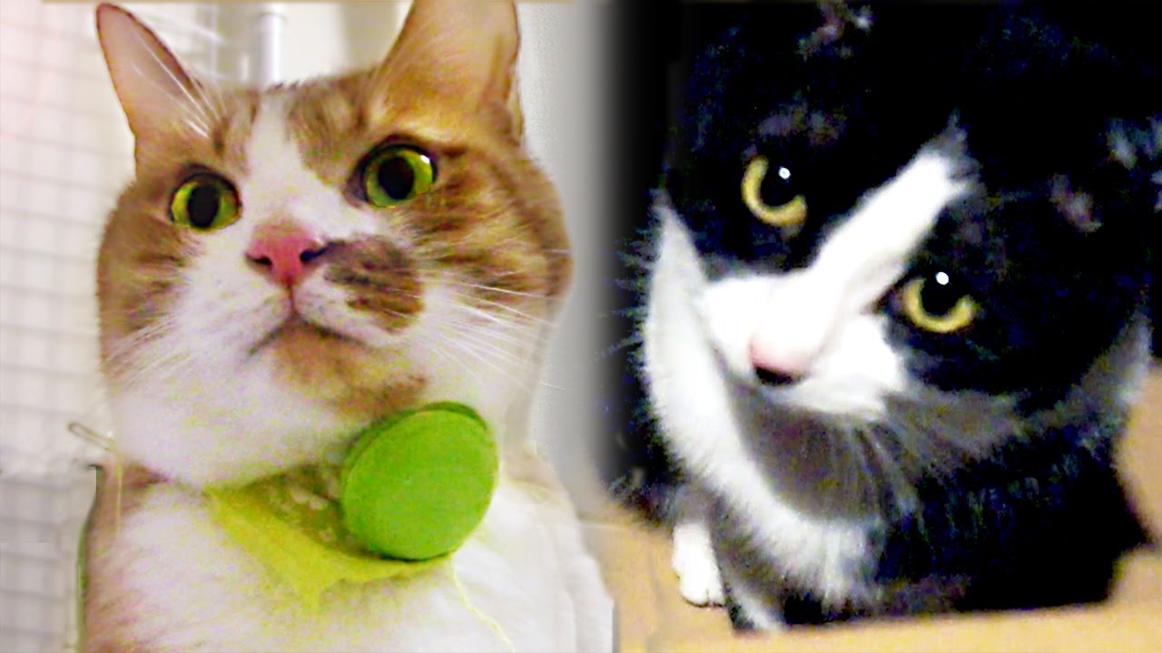 funny cats sleeping in weird positions compilation 2014 funnyplox 『マカロンな猫達に話しかけた!』ガン無視？〜多くを語らないのが猫ニャン♡　- Cats do not talk about the ambition of the New Year.