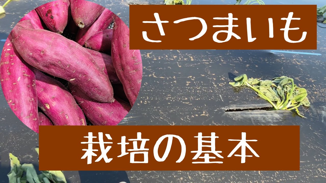 定寸マーカーさつまいも植え付けピッチ