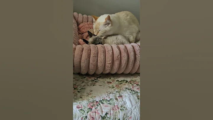 Video 11219021: maine coon mix, flame point siamese, bathing baby