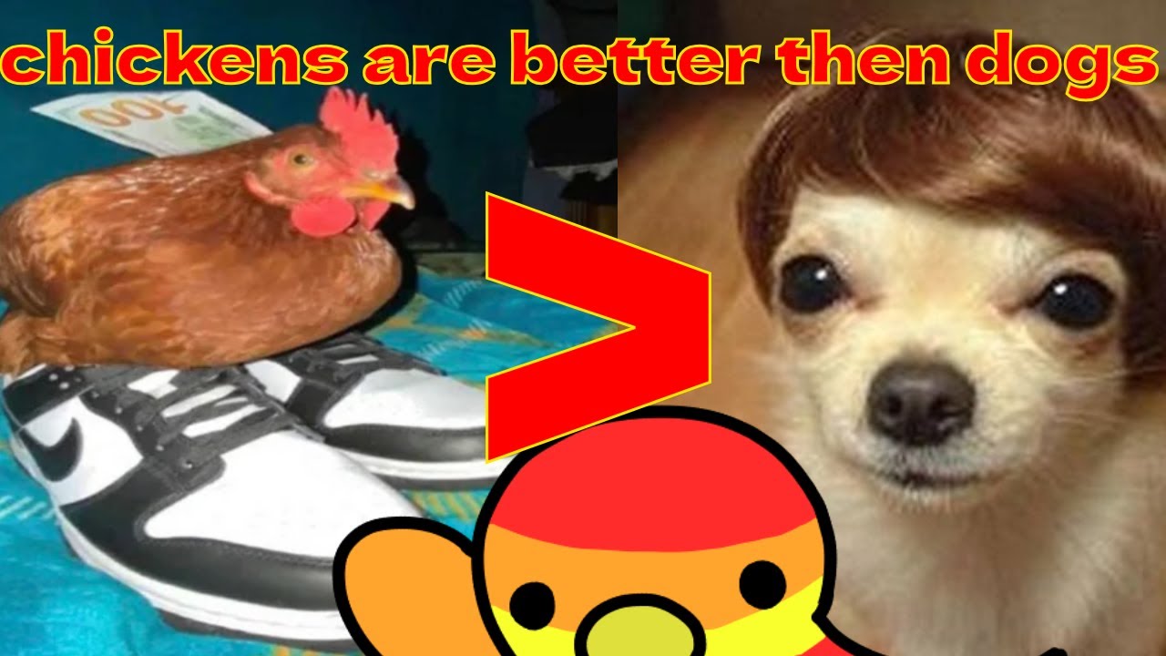 WHY CHICKENS ARE A BETTER PET THEN DOGS (brave duck gaming video essay)