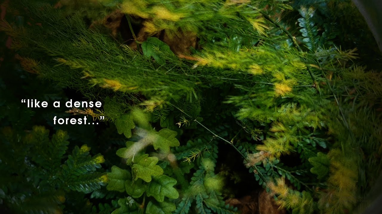 4 months & 4 weeks Update - Dragon Stone Mossy Mountain Scape Terrarium