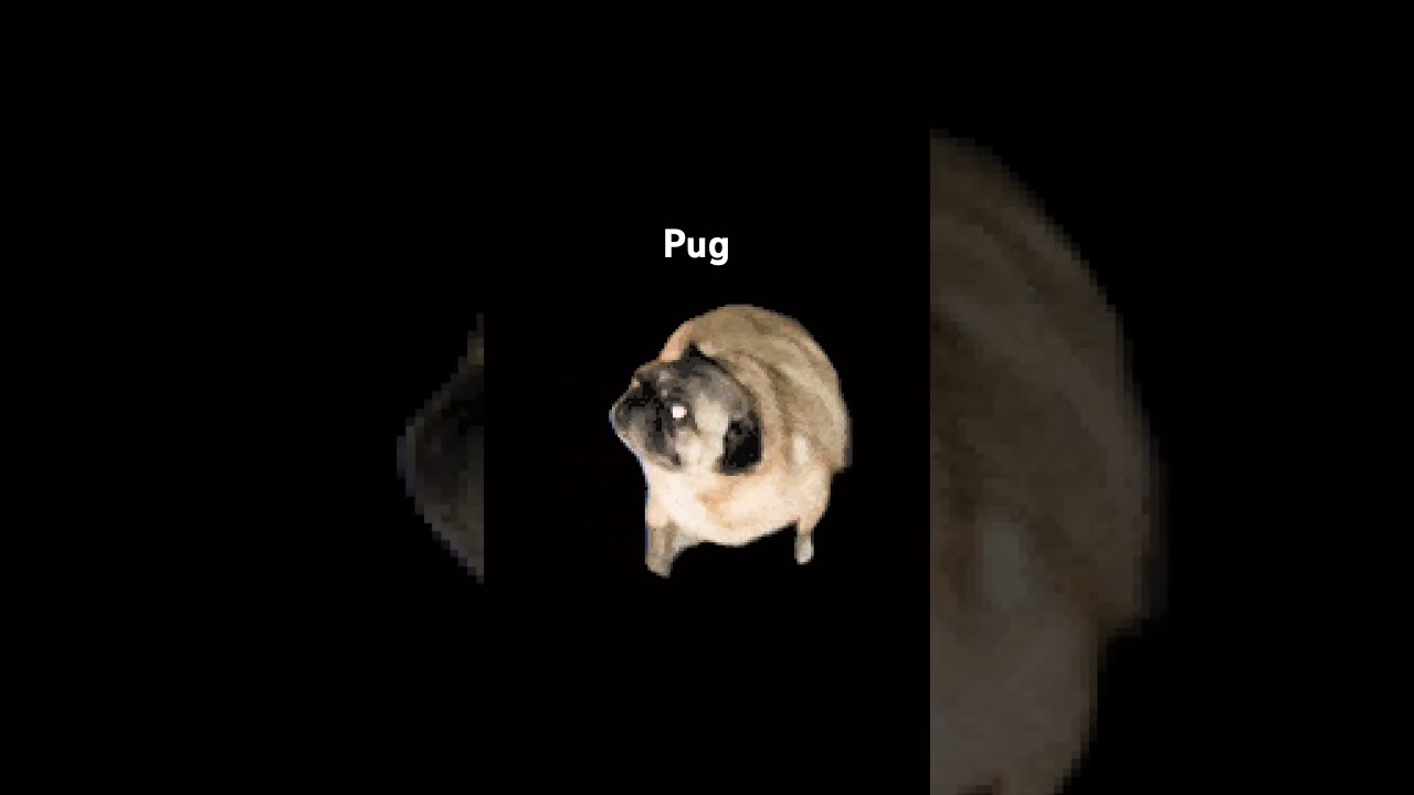 pug - YouTube