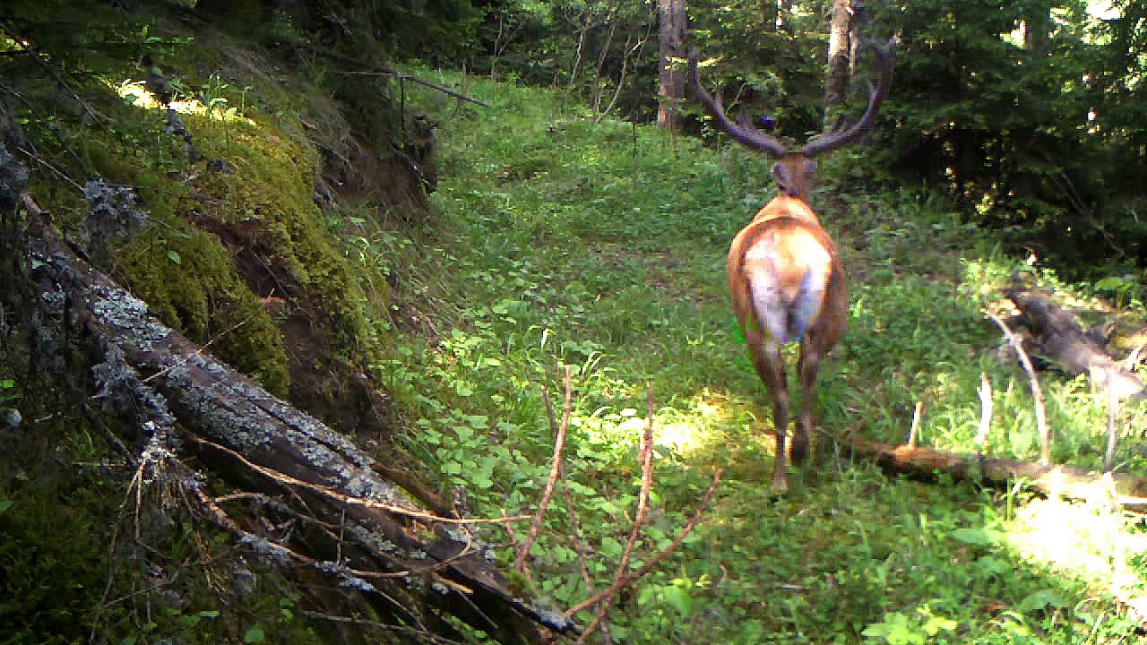 ბორჯომ-ხარაგაულის ეროვნული პარკის ველური ბუნება