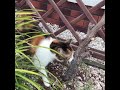 #shorts SZUKAMY WIOSNY🌷#cat #catlovers #relaxing #love #animals #funny #home #nature #garden #spring