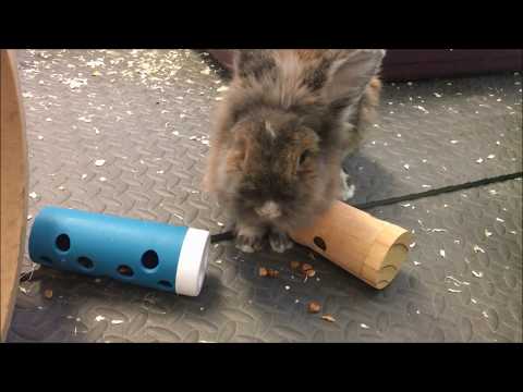Aktivering af kaniner - Kaninens pasning og pleje