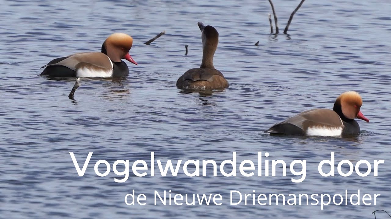 Vogelwandeling door de Nieuwe Driemanspolder met o.a. blauwborst en krooneend 