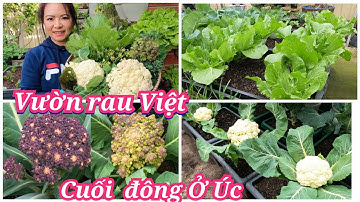 Thu hoạch các loại bông cải, cải bắp thảo, cải mù tạc sau vườn ở Úc