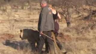 Lion walk.avi