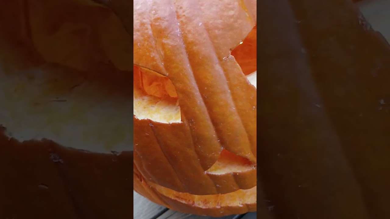 Wild Burrito running around with me in yard  