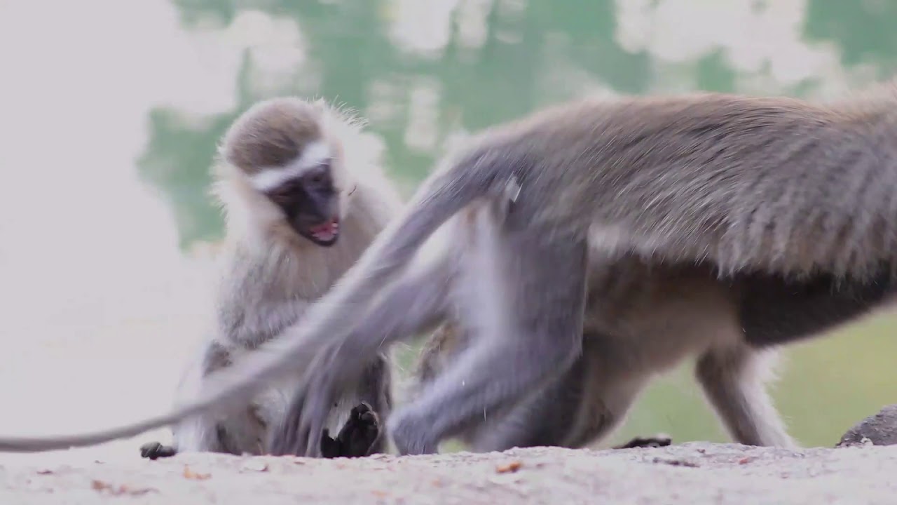 Mooc Promo: Sex-Reproduction from Molecules to Elephants