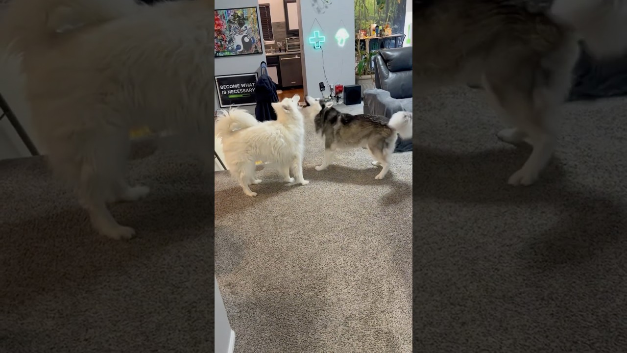 Talking Huskies Get Hyped for Morning Walk | Lex & Claire”