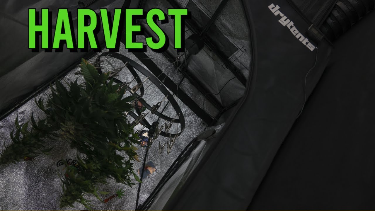 Double Grape & Peanut Butter Cookies HARVEST