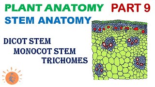 Want to learn with us, join us at sarvodaya institute, jodhpur --
9829286667 ninth part of plant anatomy is here, herein we are
discussing about s...