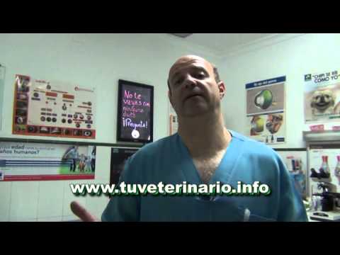 Pododermatitis en perros y gatos. hqdefault