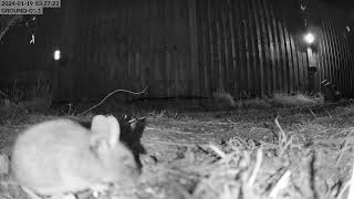 A mouse with no tail - 19 01 2024 03:25:57